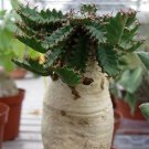 10 Euphorbia stellata Rare Succulent plants Seeds