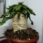 10 Euphorbia stellata Rare Succulent plants Seeds