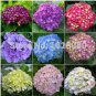 100 Hydrangea seeds potted balcony planting is simple Seeds