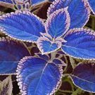 100 Coleus Bonsai Rare Coleus Blumei Rainbow Mix Color Flower Bonsai Seeds