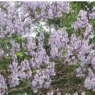 1000 Paulownia Seeds Chinese Royal Paulownia Fast Growing Princess Tree Kiri Seeds