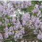 1000 Paulownia Seeds Chinese Royal Paulownia Fast Growing Princess Tree Kiri Seeds