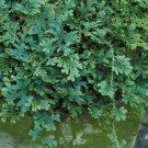 50 Selaginella Uncinata Seeds Rainbow Spikemoss Seeds