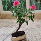 100 Mini Rose Bonsai Miniature Rose Bonsai A Little Cute Plants Seeds