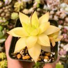 5  Haworthia lockwoodii Yellow Wide-leaf Bonsai Succulent Seeds
