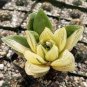 5 Haworthia lockwoodii Yellow Wide-leaf Bonsai Succulent Seeds