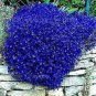 200 Rainbow Creeping Thyme Plants Blue Rock CRESS Plants Seeds