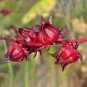 20 Chinese Hibiscus sabdariffa Roselle Herbal Bonsai Seeds