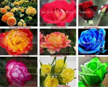 450 Heirloom Chinese Rose Flower Seeds