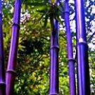 30  Rare Purple Bamboo Seeds