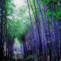 30  Rare Purple Bamboo Seeds