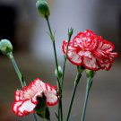 200 Dianthus Caryophyllus Heirloom Carnation Flower Seeds