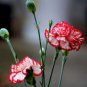 200 Dianthus Caryophyllus Heirloom Carnation Flower Seeds
