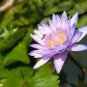 Purple Lotus - 5 Seeds