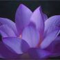 Purple Lotus - 5 Seeds