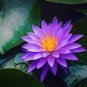 Purple Lotus - 5 Seeds