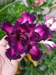 2 Spiral Bright Rose Pink Adenium Desert Rose with Purple Edge Flower Seeds
