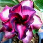 2 Spiral Bright Rose Pink Adenium Desert Rose with Purple Edge Flower Seeds