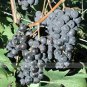 100 Bluebell Blue Juice Grape Seeds
