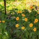 50 Heliopsis Helianthoides Seeds
