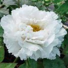5 Bai Dew' Snow-white Peony Tree Flower Seeds