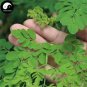 10 Chinese Moringa Seeds