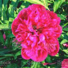 5 Red White Peony Flower Seeds