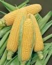 100 Yellow Sweet Corn Seeds Heirloom Organic Chullpi Corn Seeds