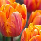 100 Orange Tulip Seeds
