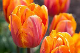 100 Orange Tulip Seeds