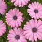 15 Osteospermum Ecklonis African Transvaal Veldt Daisy Seeds