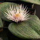 3 Massonia pustulata Seeds