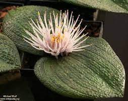 3 Massonia pustulata Seeds