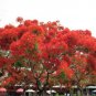 10 Heirloom Delonix Regia Purple Red Flame Tree Seeds