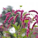 100 Polygonum Orientale Seeds