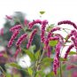 100 Polygonum Orientale Seeds