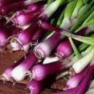 100 Salad Bunching Red Mate Onion Vegetables Seeds