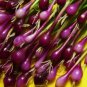 100 Salad Bunching Red Mate Onion Vegetables Seeds