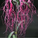 50 Rare Beautiful 'long hair' Mixed Dianthus Annual Flowers mixed red pink white Seeds