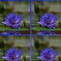 1 Rare Heirloom Blue Water Lily Flower Seeds