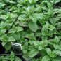 50 Peppermint Mint Herb Seeds