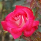 50 New Fichier Rose Hybrid and Bud Flower Bonsai Seeds