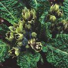 100  Plant World Seeds Mandragora officinarum mandrake Seeds