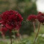 5 Peony Dark Deep Red Multi-petalled Flower Seeds