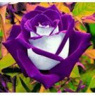 50 Rare Mixed 12 Types Heirloom Rose Shrub Flowers Seeds