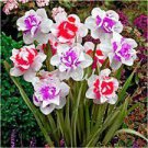 50 Purple Daffodils Aquatic Plants Double Petals Flower Seeds