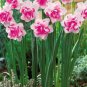 50 Purple Daffodils Aquatic Plants Double Petals Flower Seeds