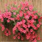 200 Rare Red Pink White Climbing Petunia Flower Seeds