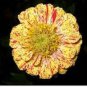 30 Zinnia Angustifolia Yellow Red Stripe Annual Garden Flowers Seeds