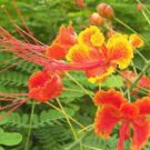 30 Caesalpinia Pulcherrima Seeds